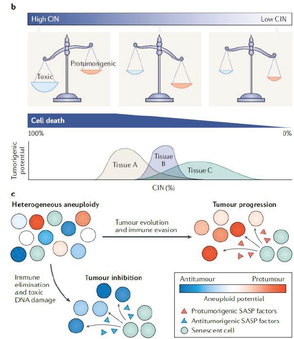 Figure from Vasudevan et al., Aneuploidy as a promoter and surpressor of malignant growth, Nature Rev Cancer 2021.